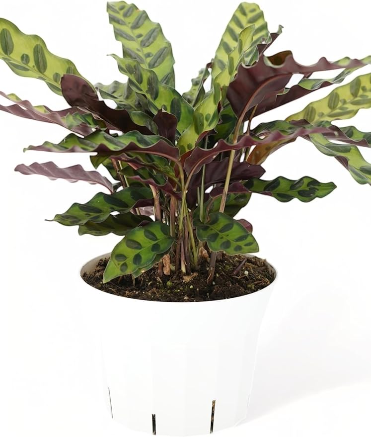 Rattlesnake Calathea Live Plant - Air Purifier, Colorful House Plant, Ideal for Home Decor - Calathea Rattlesnake for Indoor Plants, Calathea Lancifolia Prayer Plant (Large Calathea Rattlesnake)