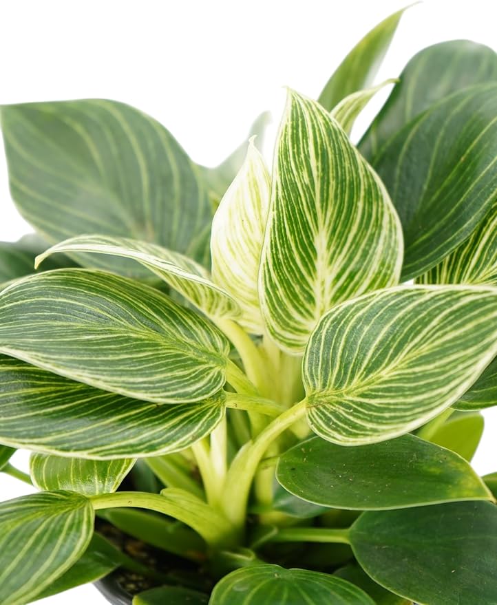 Philodendron Birken Live Plant | Indoor House Plant for Home Decor, Room Decor, Office Decor | Air Purifying Philodendron Houseplant | Elegant Plants Live Houseplants