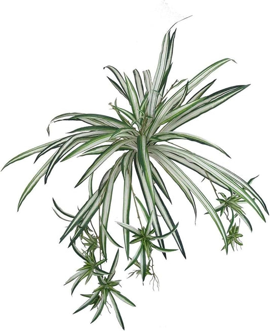 Spider Plant (3, 30 Inches)