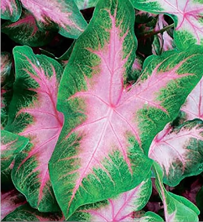 Kathleen Caladium Bulbs - Large Size Root - Elegant Green and White Foliage - Hardy in Zones 9-11 - Ideal for Gardens and Containers