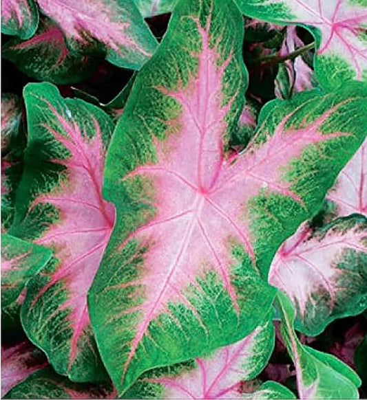 Kathleen Caladium Bulbs - Large Size Root - Elegant Green and White Foliage - Hardy in Zones 9-11 - Ideal for Gardens and Containers