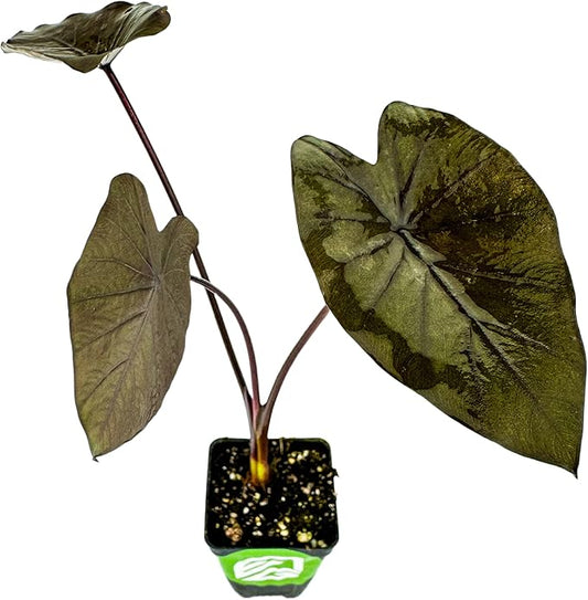Black Ruffles Elephant Ear Live Plant - Colocasia esculenta by Wellspring Gardens - Indoor/Outdoor - Partial Shade - Spring Planting - Sandy Soil - Heart-Shaped Leaves - Massive Growth - Water-Loving
