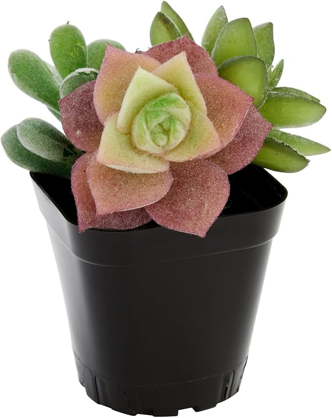 Juvale Nursery Pots - 2 in, Black, 150 Count, Modern Square Stackable - Seed Starter & Seedling Planter - Plastic Plant Pots with Drainage Holes - Indoor Planter