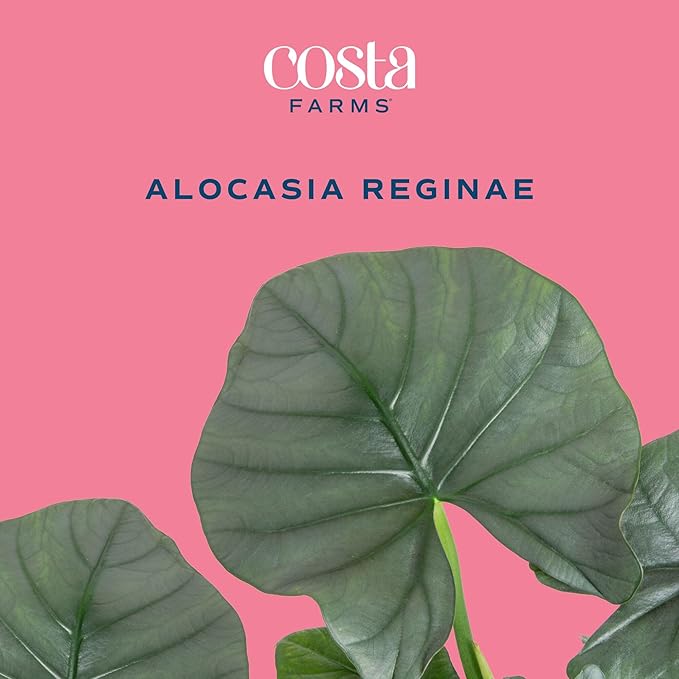 Costa Farms Alocasia Regina Live Plant in Self Watering Pot, Indoor Houseplant, Perfect for Home, Room, or Office Decor, Great House Warming or Birthday Gift, 12-18 Inches Tall