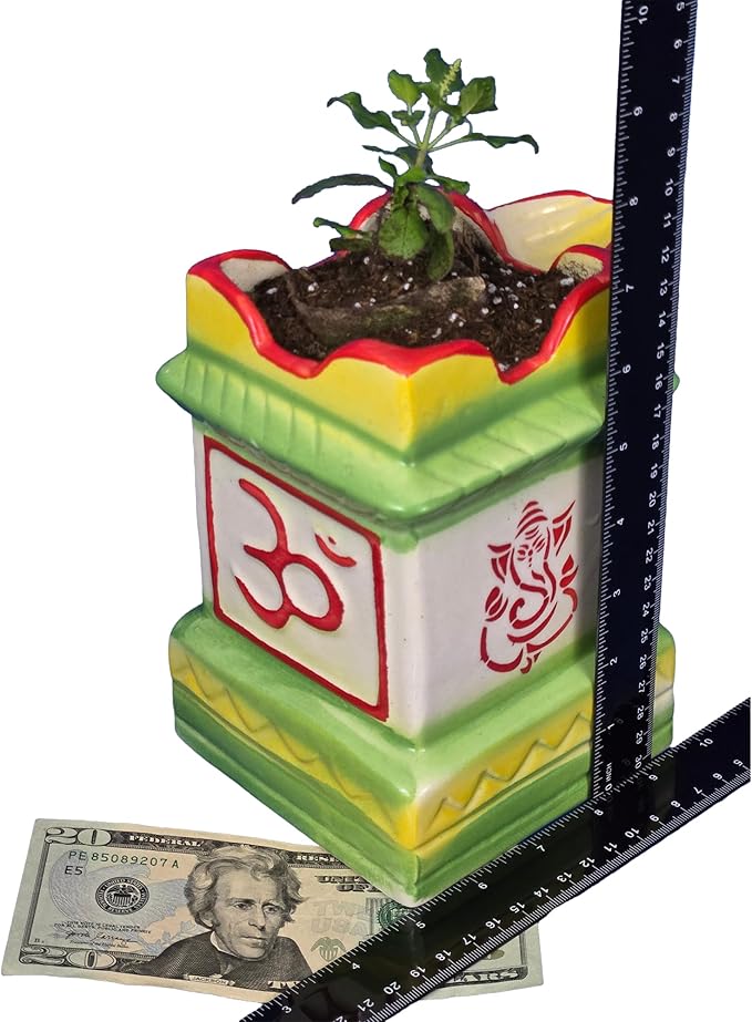 Purple Rama Tulsi Plant and Holy Ceramic Pot w/Diya. for Puja with Indian Smell. Fresh, Edible with Growing Guide. (1 Krishna Tulsi in DiyaPot)