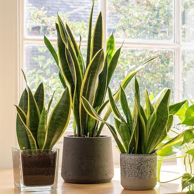 Snake Plants (Live & Rooted) 3/4/6/8" - Mother in Law Tongue - Sansevieria Laurentii Indoor Live Houseplant Gift Air Purifying - Low Light (3 Pack – 3.5" Pots)