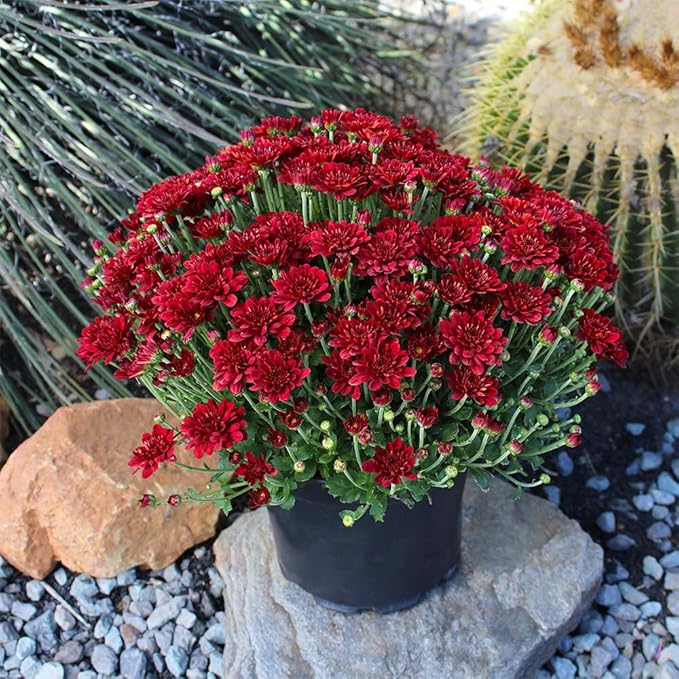 1G Red Mum Plant, Chrysanthemum Flowers Gardening Fall Decor, Mums Plants Live, Fall Decorations Outdoor, Housewarming Gift Ideas, Natural Live Plants Indoor Plants Live Houseplants By Plants for Pets