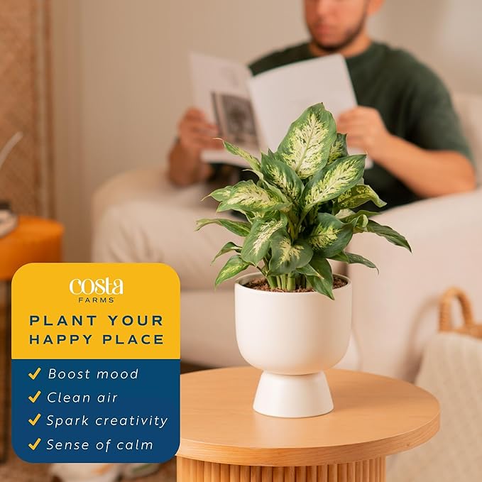 Costa Farms Dieffenbachia, Dumb Cane Live Plant in Decorative Pot, Easy to Maintain Indoor Houseplant, Perfect for Home, Room, or Office Decor, Great House Warming or Birthday Gift, 12-18 Inches Tall