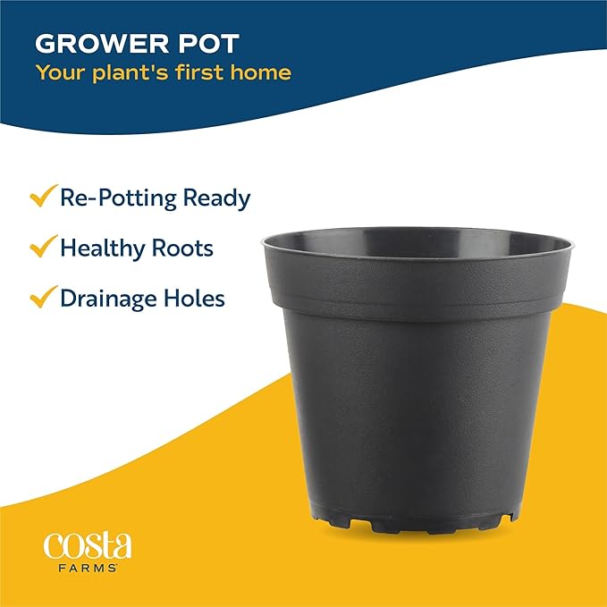 Costa Farms Neanthebella Palm Parlor Palm Live Indoor Plant 12-Inches Tall, Ships in Grower's Pot