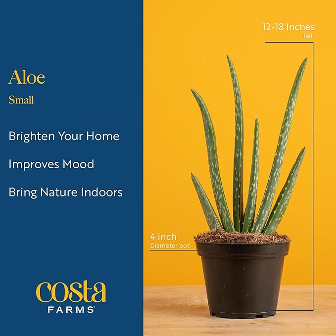 Costa Farms Aloe Vera Live Plants in Plastic Pots, Easy to Maintain, Air Purifying Indoor Succulents, Houseplants for Home, Room, or Office Decor, House Warming or Birthday Gift, 12-18, Pack of 2