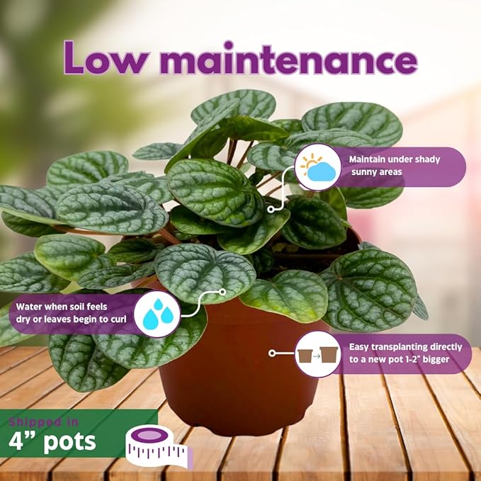 BubbleBlooms Peperomia Assortment Set, 4 inch pots, Set of 3, Watermelon, Marble, Ripple, Rosso, peppermill, Quito, Grower's Choice