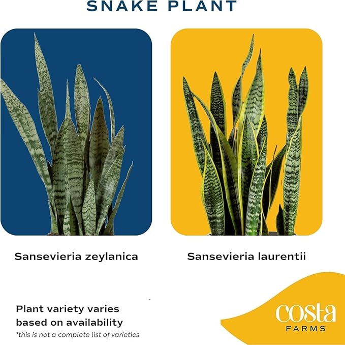 Costa Farms Snake Plant, Live Indoor Sansevieria Plant, Easy to Grow Succulent Houseplant Potted in Indoor Plant Pot, Potting Soil Mix, Home and Room Decor, Fits Shelves, Tabletops, 8-Inches Tall