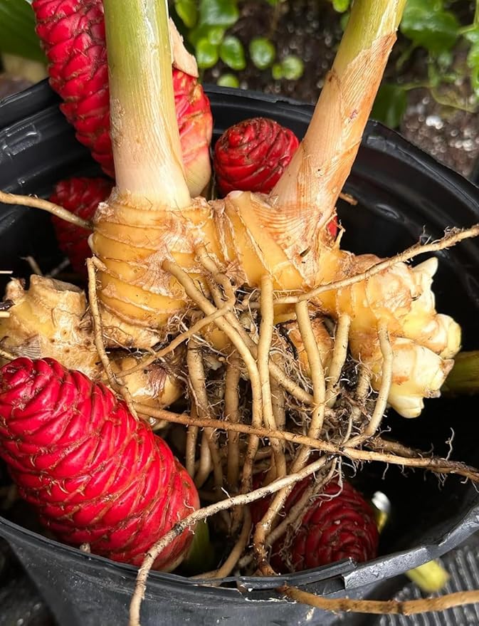 10 Count Awapuhi Wild Ginger Rhizomes Shampoo Live Plant,Fresh Roots Raw, Zingiber Zerumbet Pinecone Bitter Ginger, Hawaiian Ginger Lily, Pinecone Ginger Red Ginger Roots for Planting