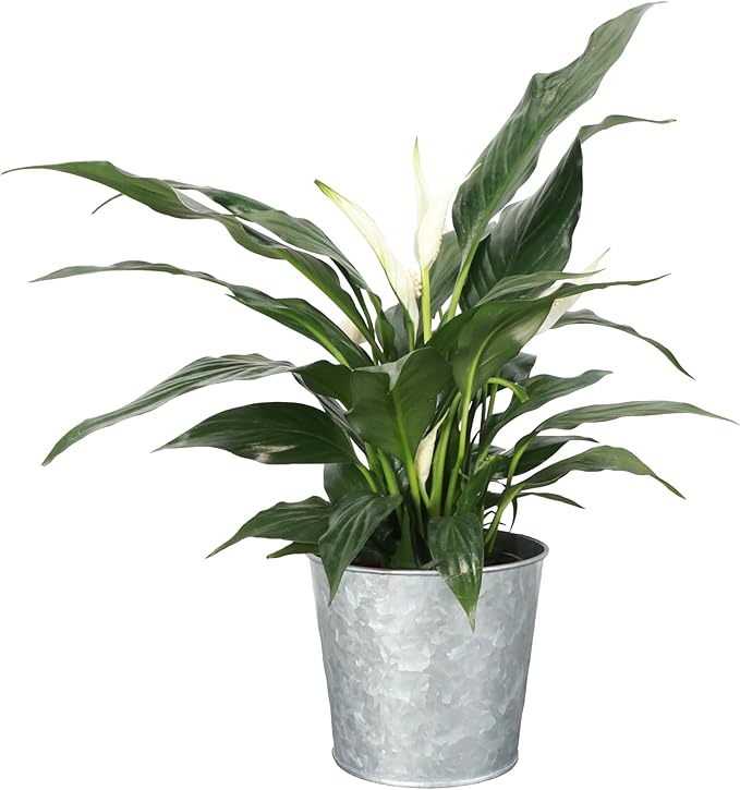 Thorsen's Greenhouse Live Peace Lily Plant, Spathyphylum, Low Light, Natural Air Purifier Live Indoor Plant, 4" Diameter Pot (Silver - Metal, 4-inch Pot)