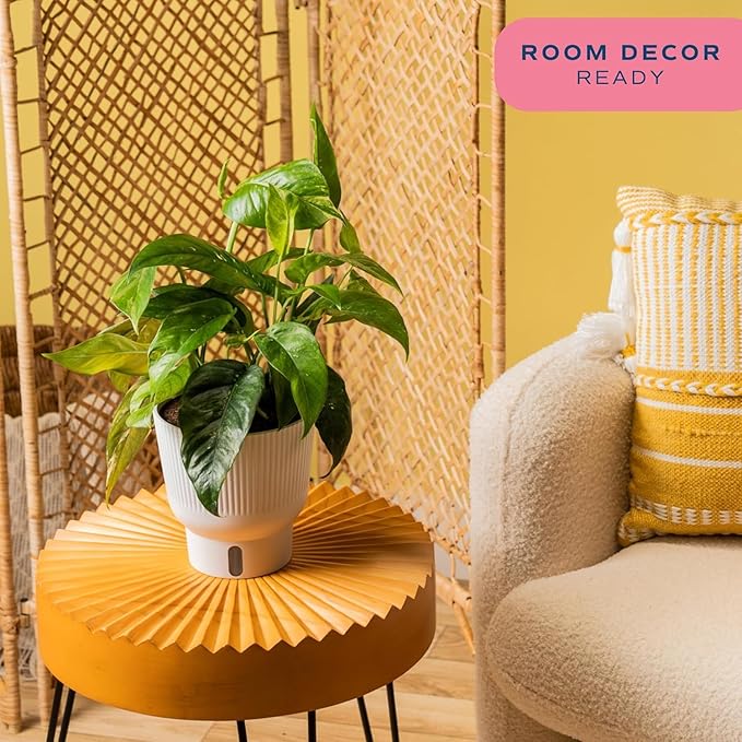 Costa Farms Albo Variegated Pothos Live Plant in Self Watering Pot, Air Purifying Indoor Houseplant, Perfect for Home, Room, or Office Decor, Great House Warming or Birthday Gift, 12-18 Inches Tall