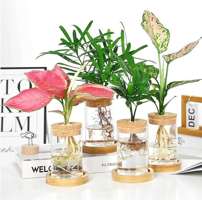 6 Pcs Plant Propagation Terrarium Glass Propagation Vase Containers with Cork and Wooden Saucer for Hydroponic Plants Tabletop Decoration Jars for Plants (2.56 x 4 Inch)