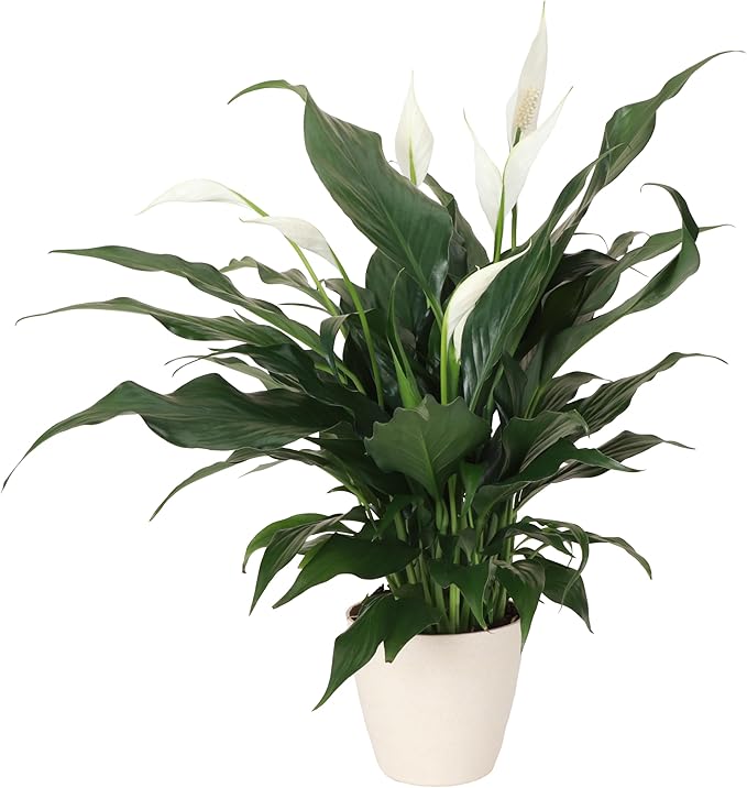 Thorsen's Greenhouse Live Peace Lily Plant, Spathyphylum, Low Light, Natural Air Purifier Live Indoor Plant, 4" Diameter Pot (Natural, 4-inch Pot)