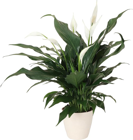 Thorsen's Greenhouse Live Peace Lily Plant, Spathyphylum, Low Light, Natural Air Purifier Live Indoor Plant, 4" Diameter Pot (Natural, 4-inch Pot)