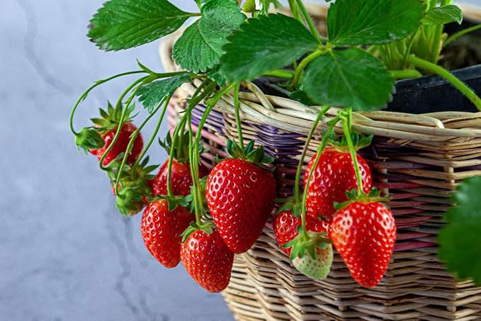 Strawberry Premium Potting Soil Mix - Ideal Blend for Growing Robust and Flavorful Strawberries - 1 Quart