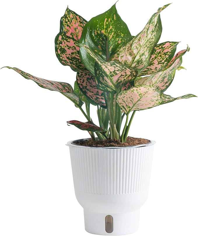 Costa Farms Trending Tropicals Aglaonema Live Indoor Plant, Self Watering Décor Plant Pot, 1 Foot Tall
