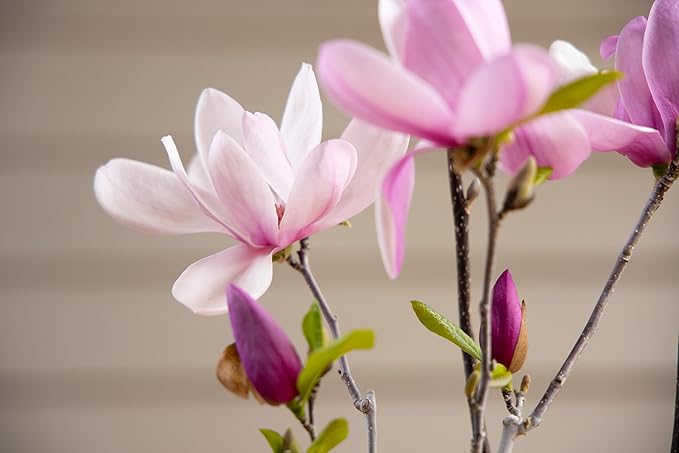 Fairy Magnolia Tree Fragrant Blush Flowering Evergreen Shrub for Landscaping, Hedges and Gardens, Fast Growing Outdoor Plant, Spring Blooming Magnolia for Gardeners, Can't Ship to AK, CA, HI, PR