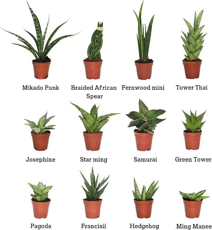 CoollectivePlants Easy to Grow Sansevieria Collection – Live Snake Plants in 2″ Growers Pot, Low-Maintenance Air-Purifying Houseplants, Real Snake Plant Gift Set (24 Pack)