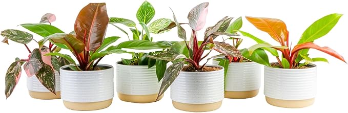 Costa Farms Philodendron Live Plants in Decorative Pots, Air Purifying Indoor Houseplant, Assorted Variety, Home, Room, or Office Decor, House Warming or Birthday Gift, 12-18 Inches Tall, Pack of 6