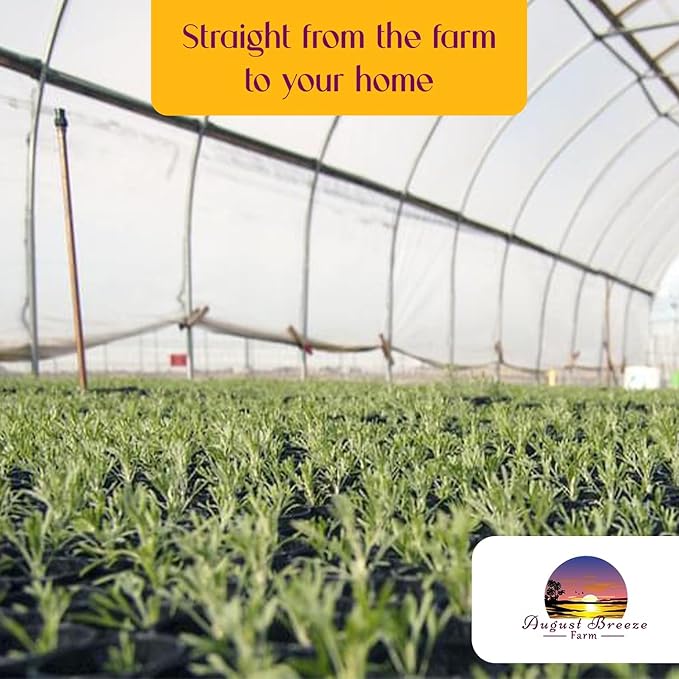 3 Pack Airplane Spider Plant – Live Indoor Houseplant | Air-Purifying, Low Maintenance, Thrives in Home & Office | Live Plants Indoor, Variegated Houseplant