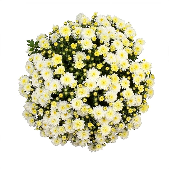 1G White Mum Plant, Chrysanthemum Flowers Gardening Fall Decor, Mums Plants Live, Fall Decorations Outdoor, Housewarming Gift Ideas, Fresh Live Plants Indoor Plants Live Houseplants By Plants for Pets