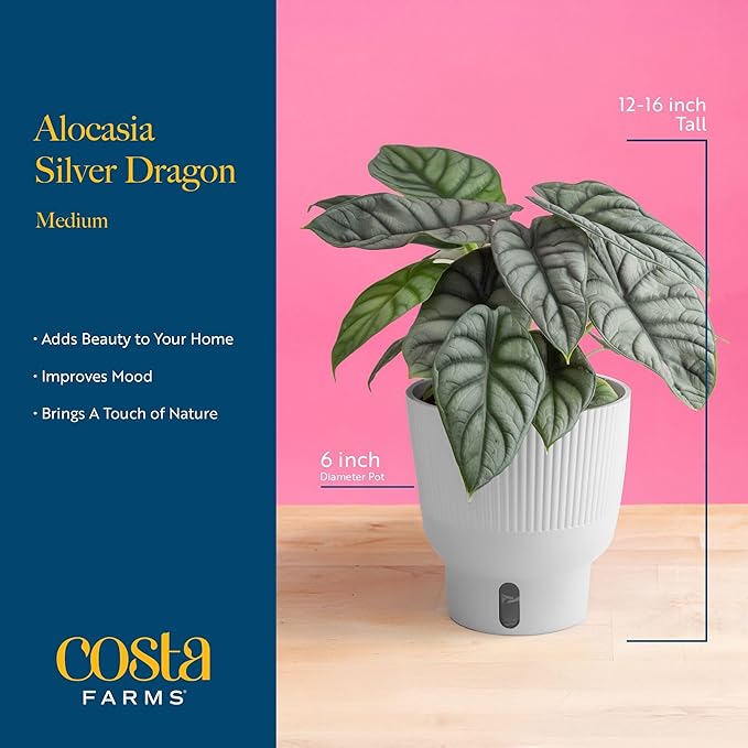 Costa Farms Alocasia Silver Dragon Live Plant in Self Watering Pot, Indoor Houseplant Perfect for Home, Room, or Office Decor, Great House Warming or Birthday Gift, 12-16 Inches Tall