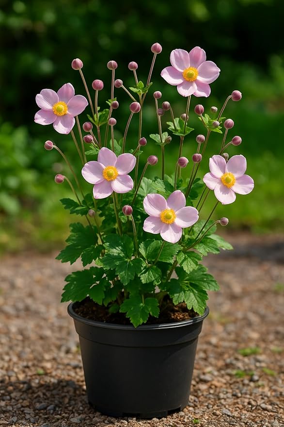 Perennial Farm Anemone x Hybrida 'September Charm' – Live Windflower in #1 Container, Single Soft Pink Blooms, Long Blooming, Deer Resistant, Ideal for Borders, Shade & Pollinator Gardens