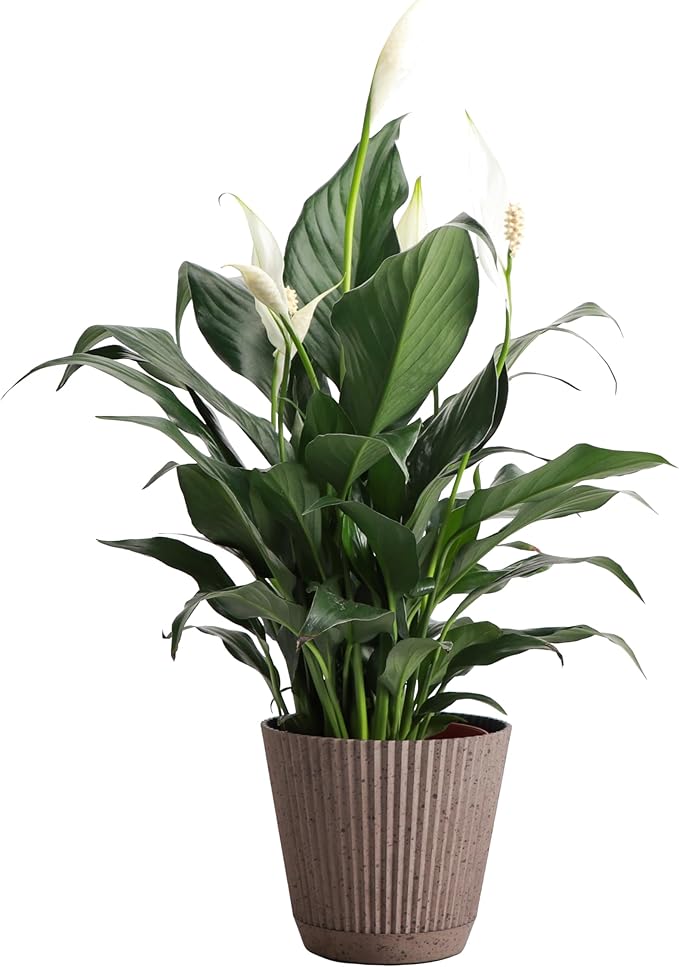 Thorsen's Greenhouse Live Peace Lily Plant, Spathyphylum, Low Light, Natural Air Purifier Live Indoor Plant, 4-6" Diameter Pot (Coffee, 4-inch Pot)