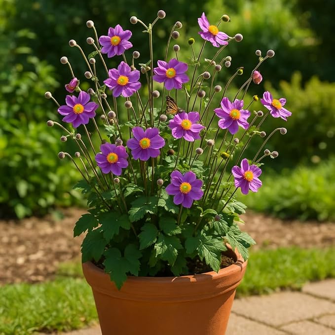 Perennial Farm Anemone x Hybrida 'Pamina' – Live Windflower in #1 Container, Semi-Double Deep Rose-Pink Blooms, Long Blooming, Deer Resistant, Perfect for Borders, Shade & Pollinator Gardens
