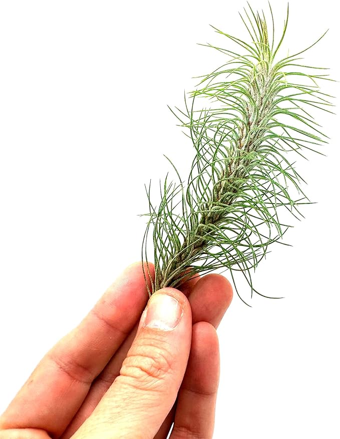 Air Plants - Colombian Tillandsia Funckiana, Large 5" - 2ct - Live Arrival Guaranteed - House Plants for Home Decor & Gift