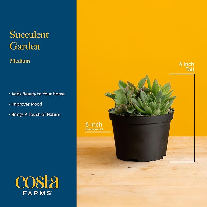 Costa Farms Live Succulents Garden, Assorted Plant Varieties in Decorative Pot, Easy to Maintain Succulent Indoor Houseplants, Room Decor, House Warming or Birthday Gift, 6 Inches Tall