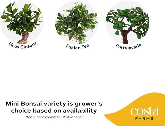 Costa Farms Bonsai Miniature Tree Live Plant in Decorative Pot, Indoor Houseplant, Perfect for Home, Room, or Office Decor, Great House Warming or Birthday Gift, 12-15 Inches Tall