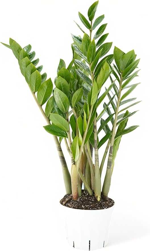 ZZ Plant Live - Air Purifier Indoor House Plant for Home Decor, Room Decor - Ideal Live Plant for Indoor Spaces - Plants Live Houseplants