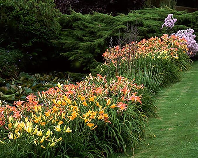 Rose Red Ruffles Daylily - Bare Root Plant, Hardy Perennial with Ruffled Red Blooms, Low Maintenance, Ideal for Full Sun or Partial Shade, Perfect for Garden Borders & Landscapes