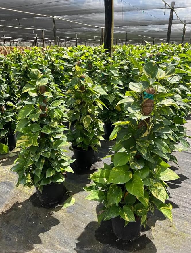 United Nursery Golden Pothos Totem – 10-Inch Pot – 38–42” Tall – Indoor Climbing Houseplant with Heart-Shaped Variegated Leaves – Easy-Care, Air-Purifying Tropical Plant for Home or Office Decor