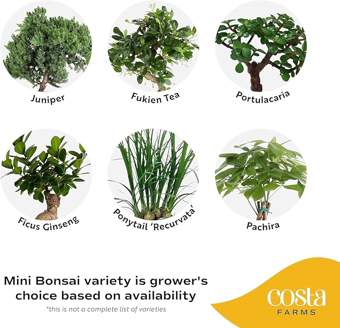 Costa Farms Bonsai Miniature Tree Live Plant in Decorative Pot, Easy Indoor Houseplant, Assorted Variety, Zen Home, Room, or Office Decor, House Warming or Birthday Gift, 12-15 Inches Tall