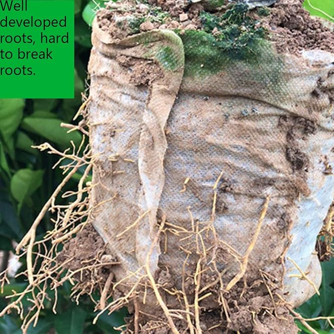 gardtree Plant Nursery Bags 15 * 14 inches 50PCS, Non-Woven Plant Grow Bags Fabric Seedling Starter Bags for Vegetable Flower Fruit Saplings Tree, Home Garden Supply