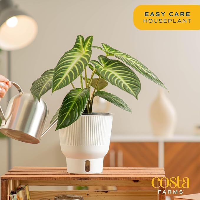 Costa Farms Xanthosoma, Elephant's Ear Live Plant in Self Watering Pot, Indoor Houseplant, Perfect for Home, Room, or Office Decor, Great House Warming or Birthday Gift, 12-18 Inches Tall