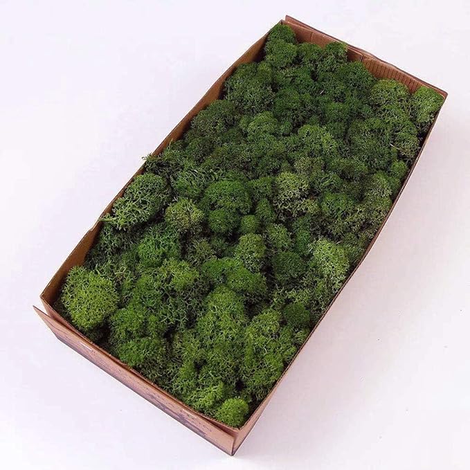 Preserved Reindeer Moss Natural Green DIY Kit Gardenning Art Wall Decor Florist Decor Easter Table Decor Wedding