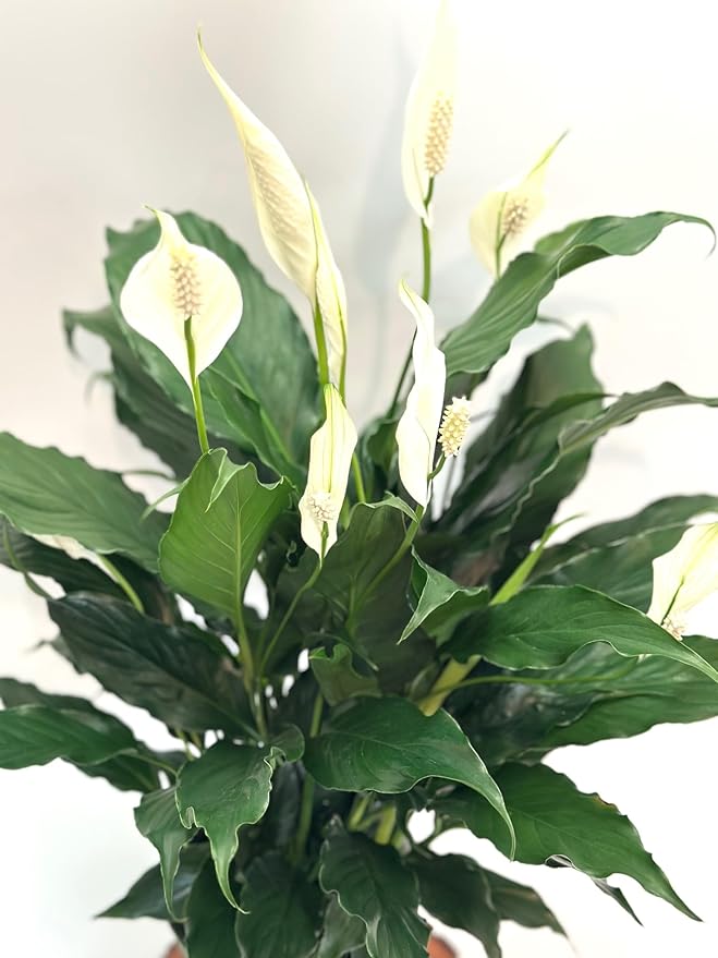 Spathiphyllum Peace Lily Plant, 6 Inch Pot, 14-18 Inches Tall, Gifth. Office Decor, Home Decor. Spathe Flower, White Sails