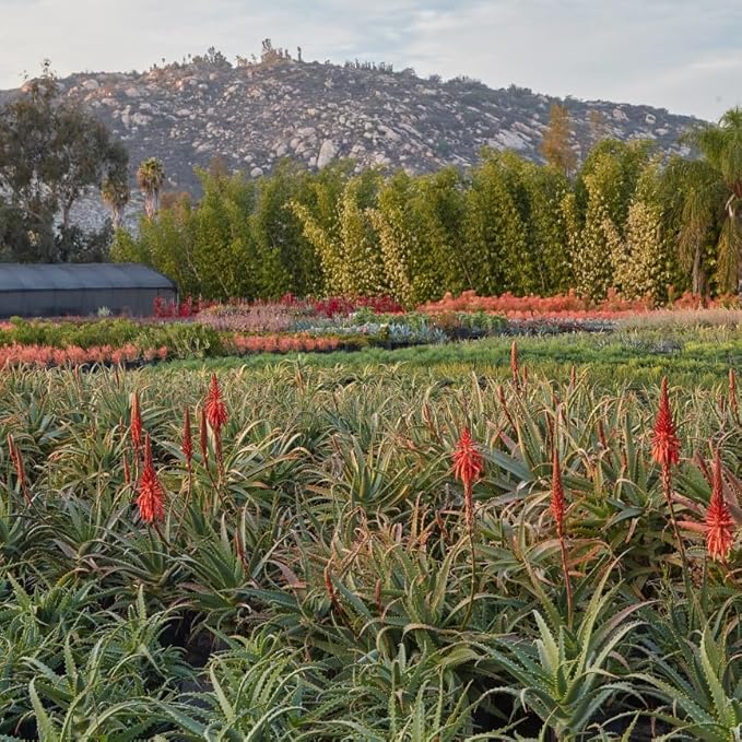 Coral Aloe Plants (Aloe striata) - Live Succulent with Striking Pink Edges and Smooth, Flat Leaves for Indoor/Outdoor Gardening (2 Coral Aloe Cups)