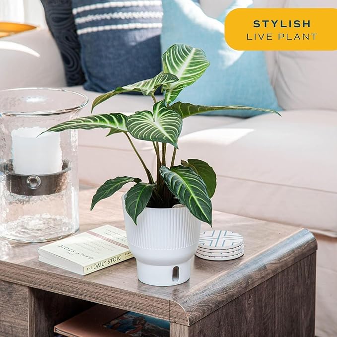 Costa Farms Xanthosoma, Elephant's Ear Live Plant in Self Watering Pot, Indoor Houseplant, Perfect for Home, Room, or Office Decor, Great House Warming or Birthday Gift, 12-18 Inches Tall