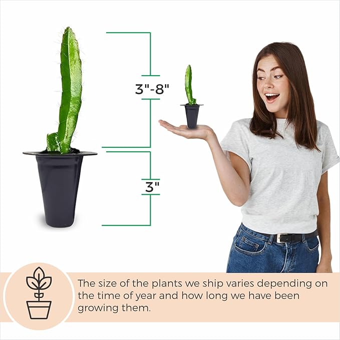 Dragon Fruit Edgar's Baby (4 Pack) | Real Live Fruit Plants for Sale | Rare Exotic Variety | Sweet Edible Fruit | Easy to Grow Live Plants for Organic Gardens. (Edgar's Baby)