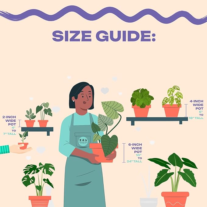 Alocasia Ninja | Live Plant in a 2 or 4 Inch Growers Pot, Live Indoor, Easy to Grow, Easy to Care, and Low Maintenance Houseplant (2-inch Pot)