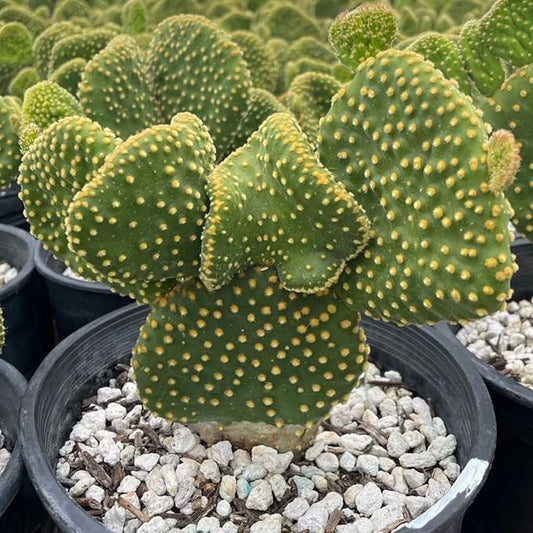 Cactus Outlet - Opuntia Microdasys Prickly Pear Cactus Plants Live - Live Cactus Plants - Opuntia Microdasys - Prickly Pear Plant Live - Landscape Ready Cactus Plants Live Delivered Right To Your Door