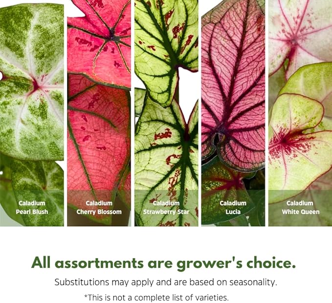 BubbleBlooms Caladium Assortment in 2 inch Pots Set of 3